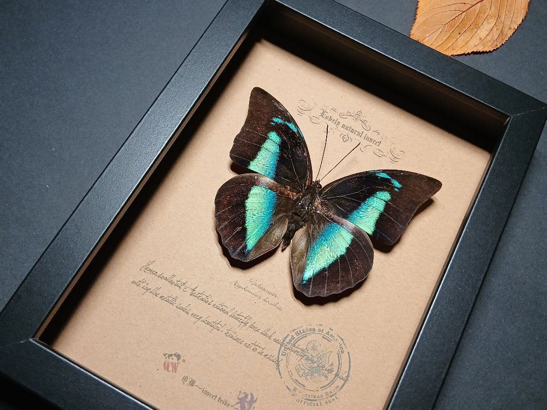 昆虫標本アート｜一点物・オリジナル作品