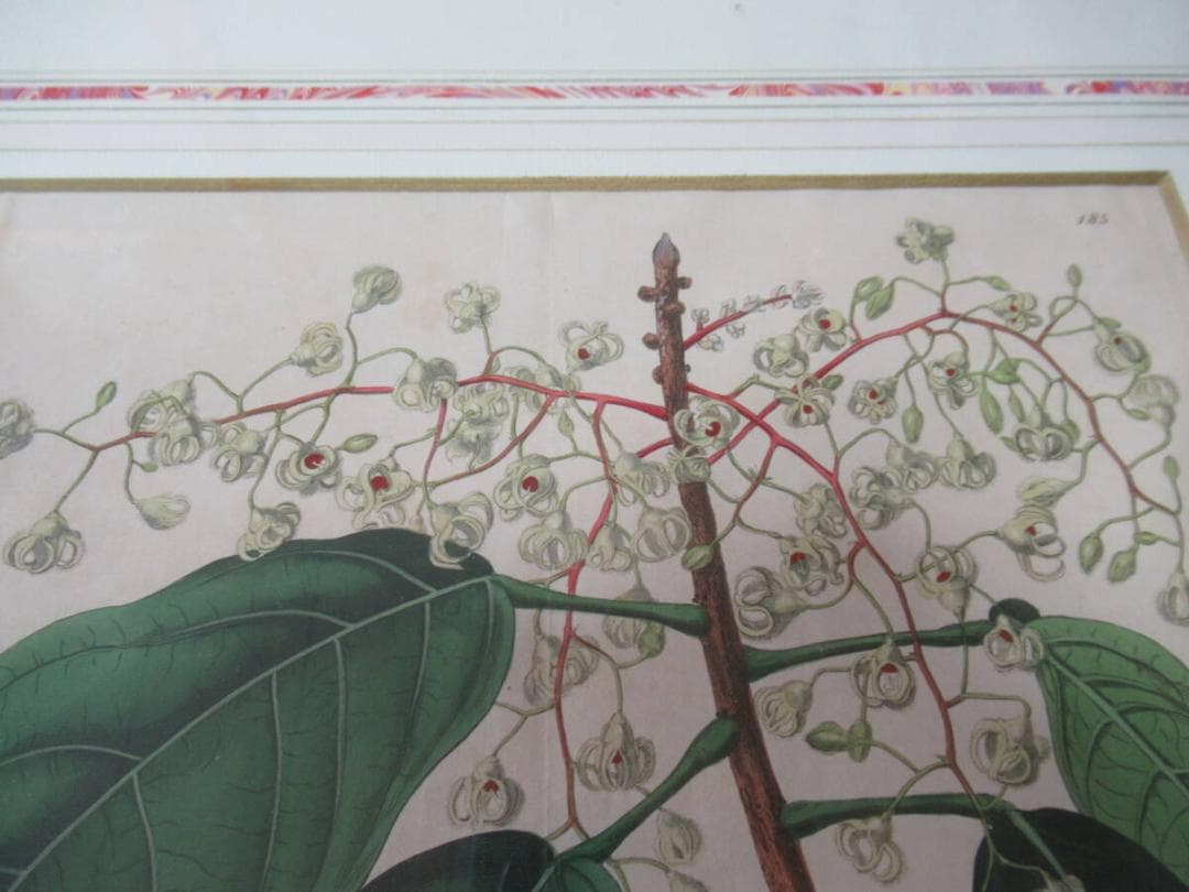 三越発売 定価5.8万◆1817年 英国 Edwards筆 ボタニカルアート