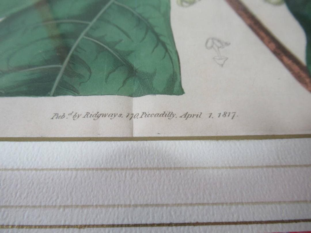 三越発売 定価5.8万◆1817年 英国 Edwards筆 ボタニカルアート