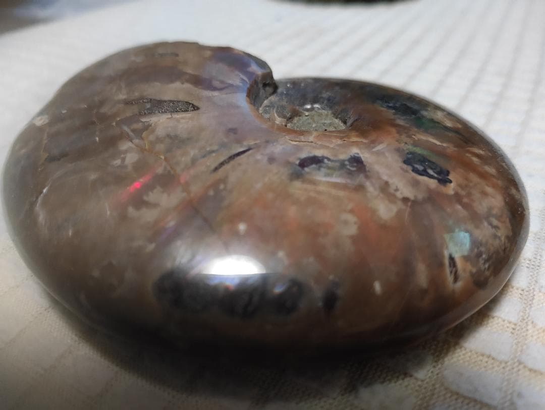 化石 アンモナイト オパール化 遊色 レインボー３点 9800an0814