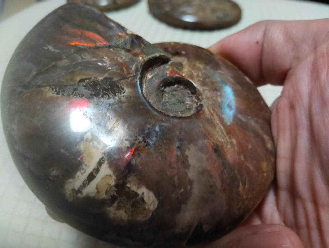 化石 アンモナイト オパール化 遊色 レインボー３点 9800an0814