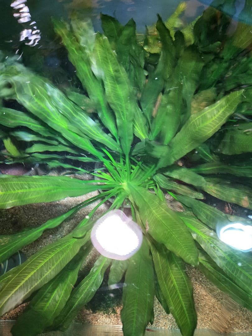 エキノドルスホレマニーレッドエッジ大株