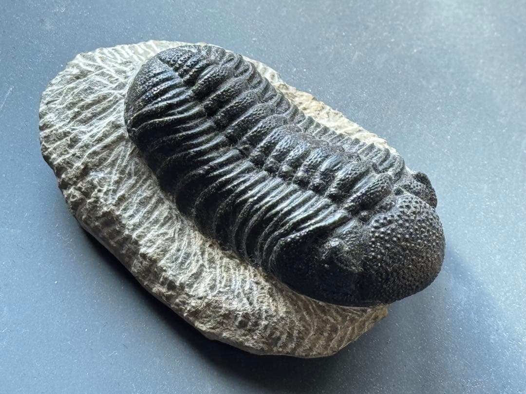三葉虫 トリロバイト化石