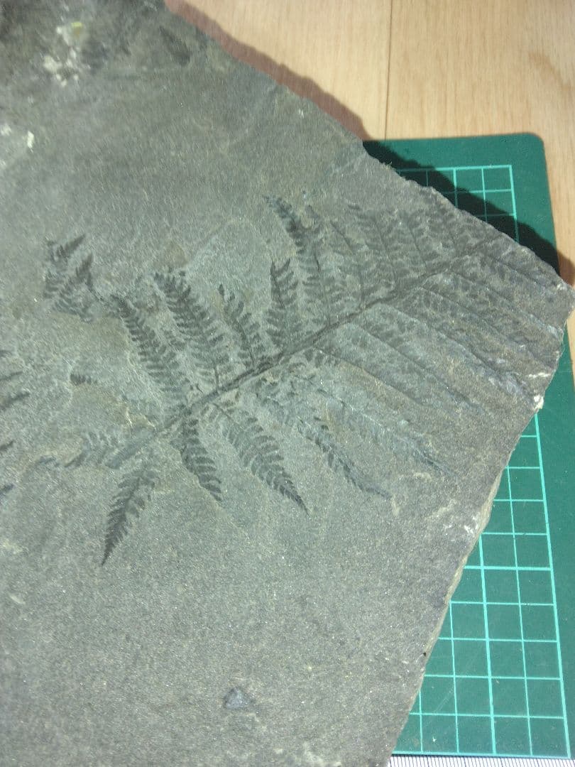 福島県産　シダ化石　大型標本　植物化石　美品