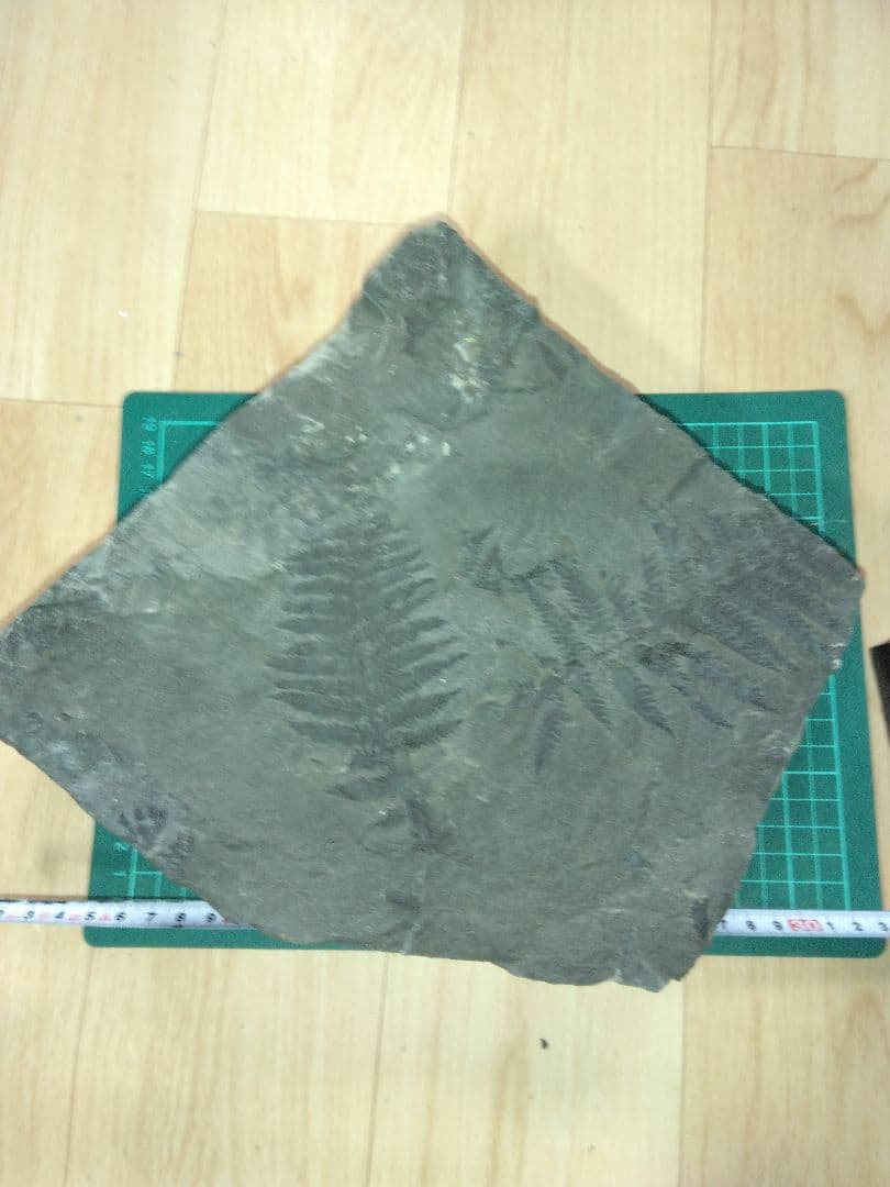 福島県産　シダ化石　大型標本　植物化石　美品