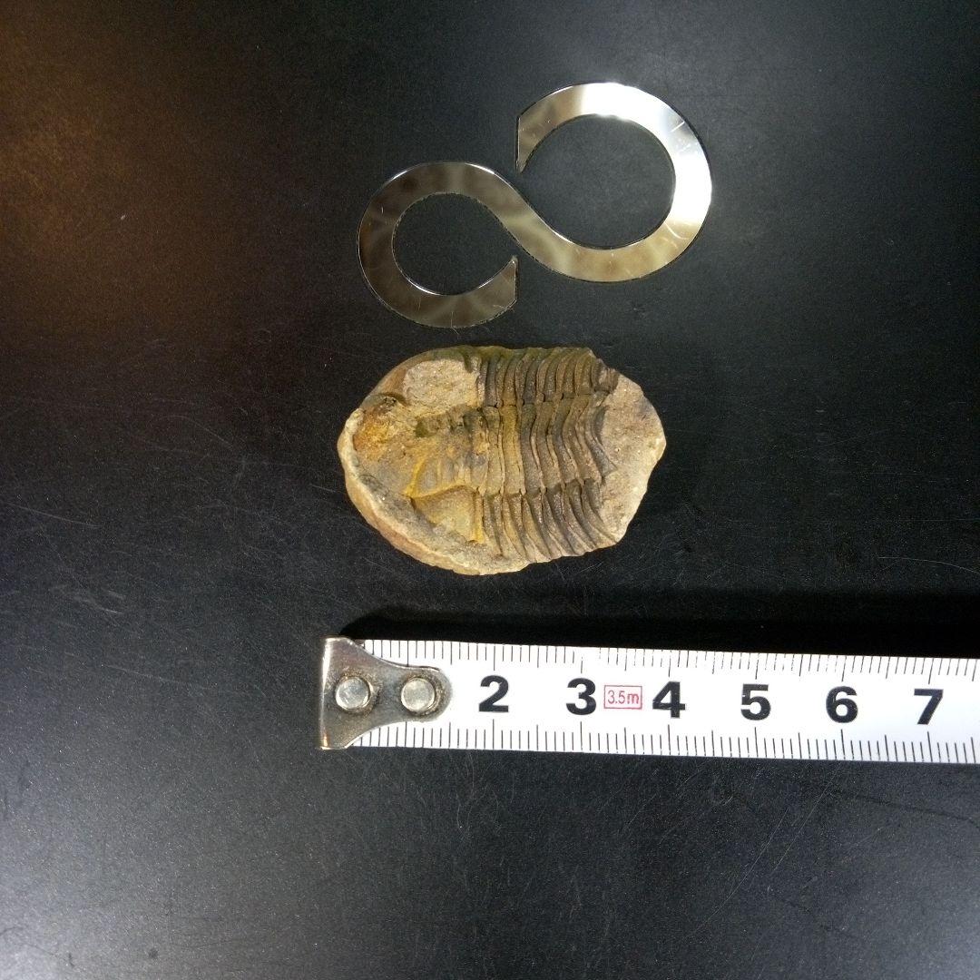 三葉虫　化石　fossil　ボリビア産　trilobite　海生動物識別⑤