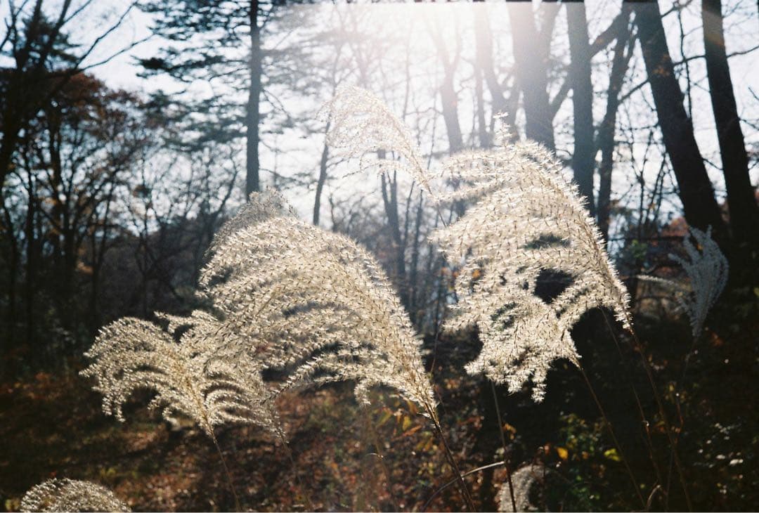 Rollei 35 S コンパクトフィルムカメラ