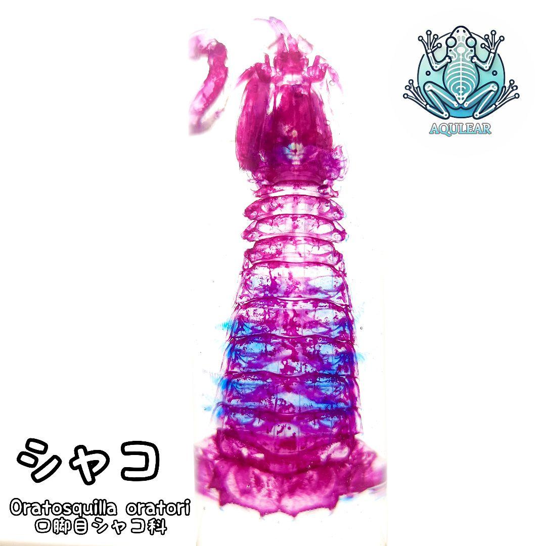 美品【1点物】透明骨格標本 シャコ 7-8cm 30ml