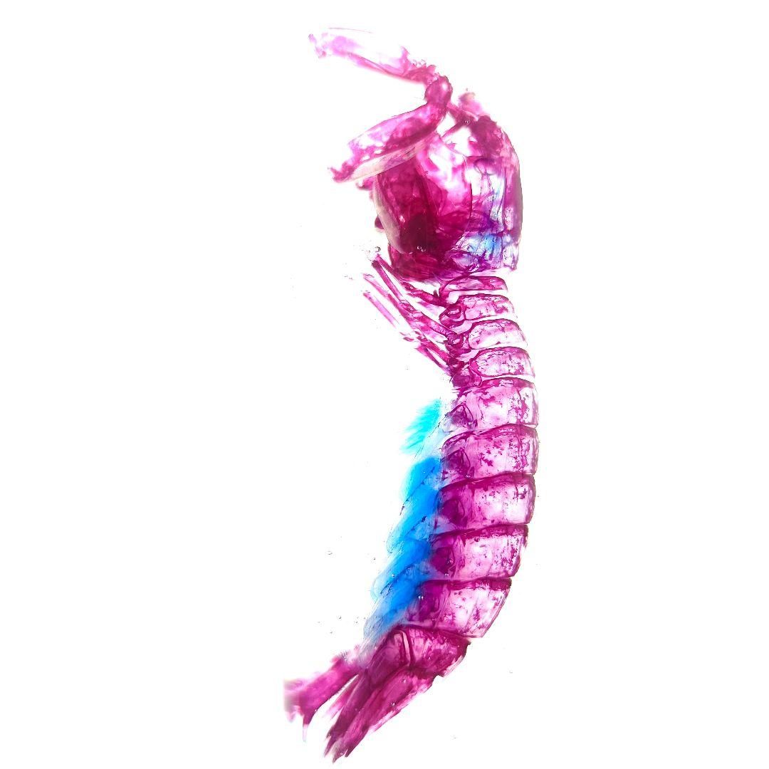 美品【1点物】透明骨格標本 シャコ 7-8cm 30ml