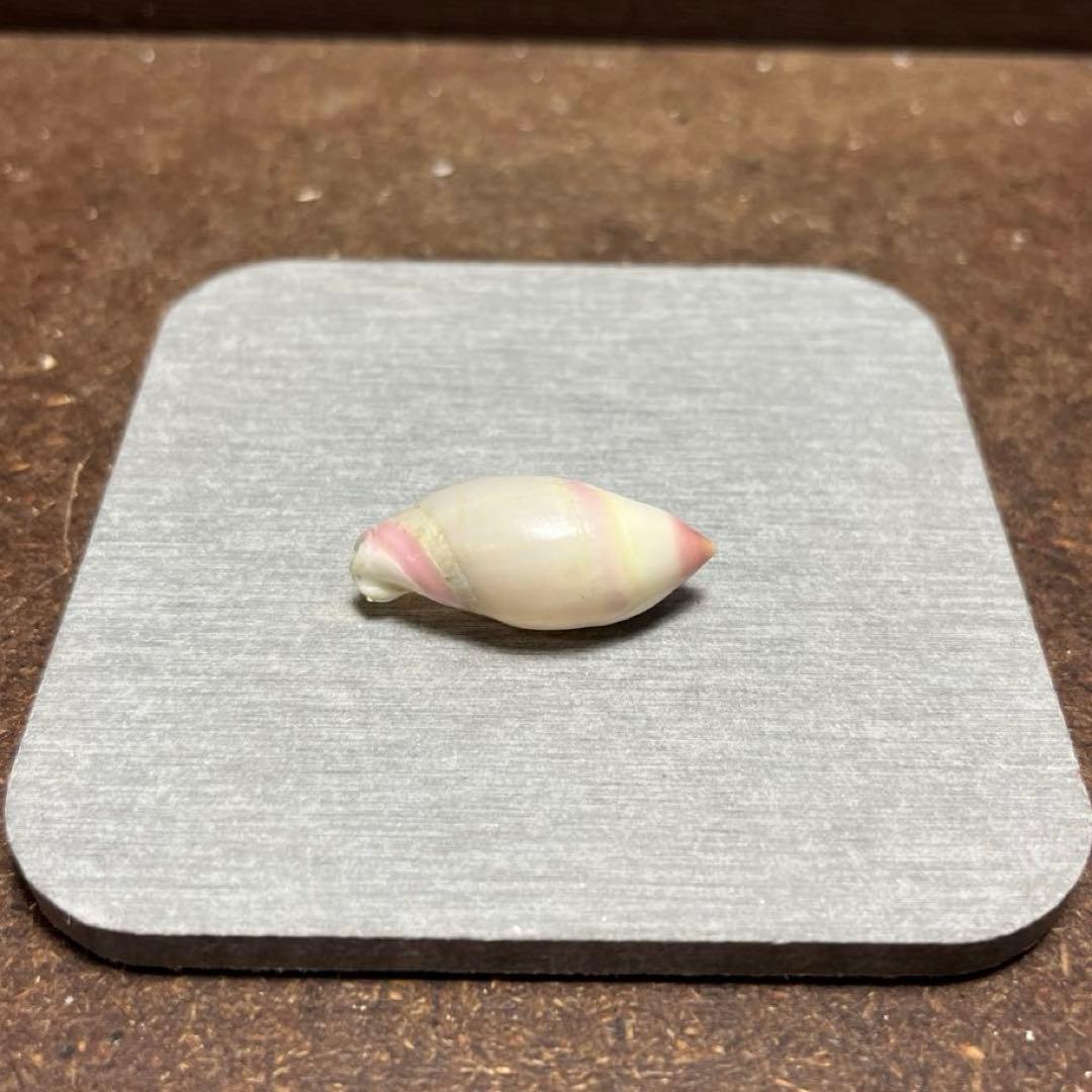 オ*ラ様 ラスト1点　激レア　美品　熊本県産　マボロシリュウグウボタル