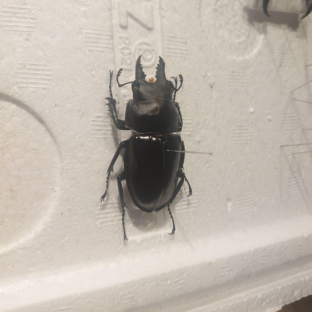 アマミマルバネクワガタ(徳之島産)♂1頭　標本