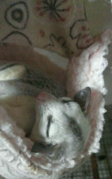 モモンガハウス(パンダVer.3ピンク)ボアベージュ  特大サイズ