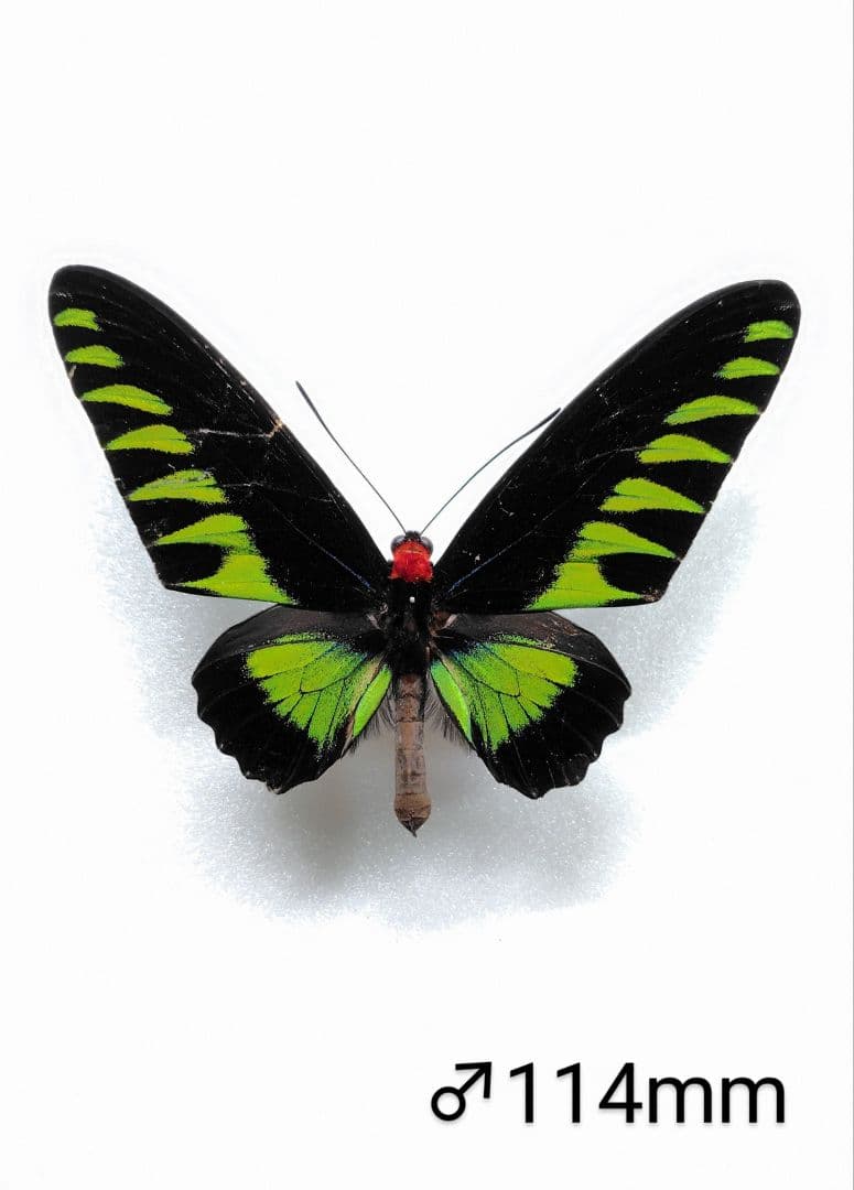 至高‼️モルマールアカエリトリバネアゲハ標本 ♂♀☆♀超美麗 アカエリの頂点ペア