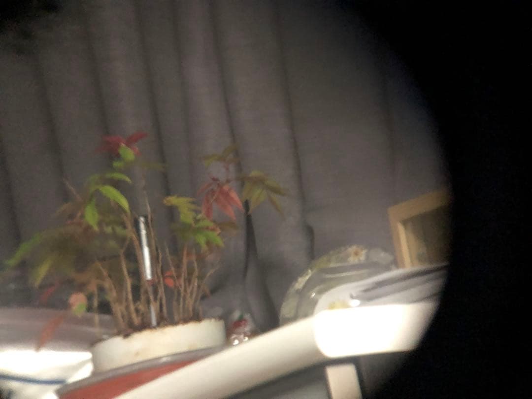 双眼鏡　CARL ZEISS JENA DELTRINTEM 8×30