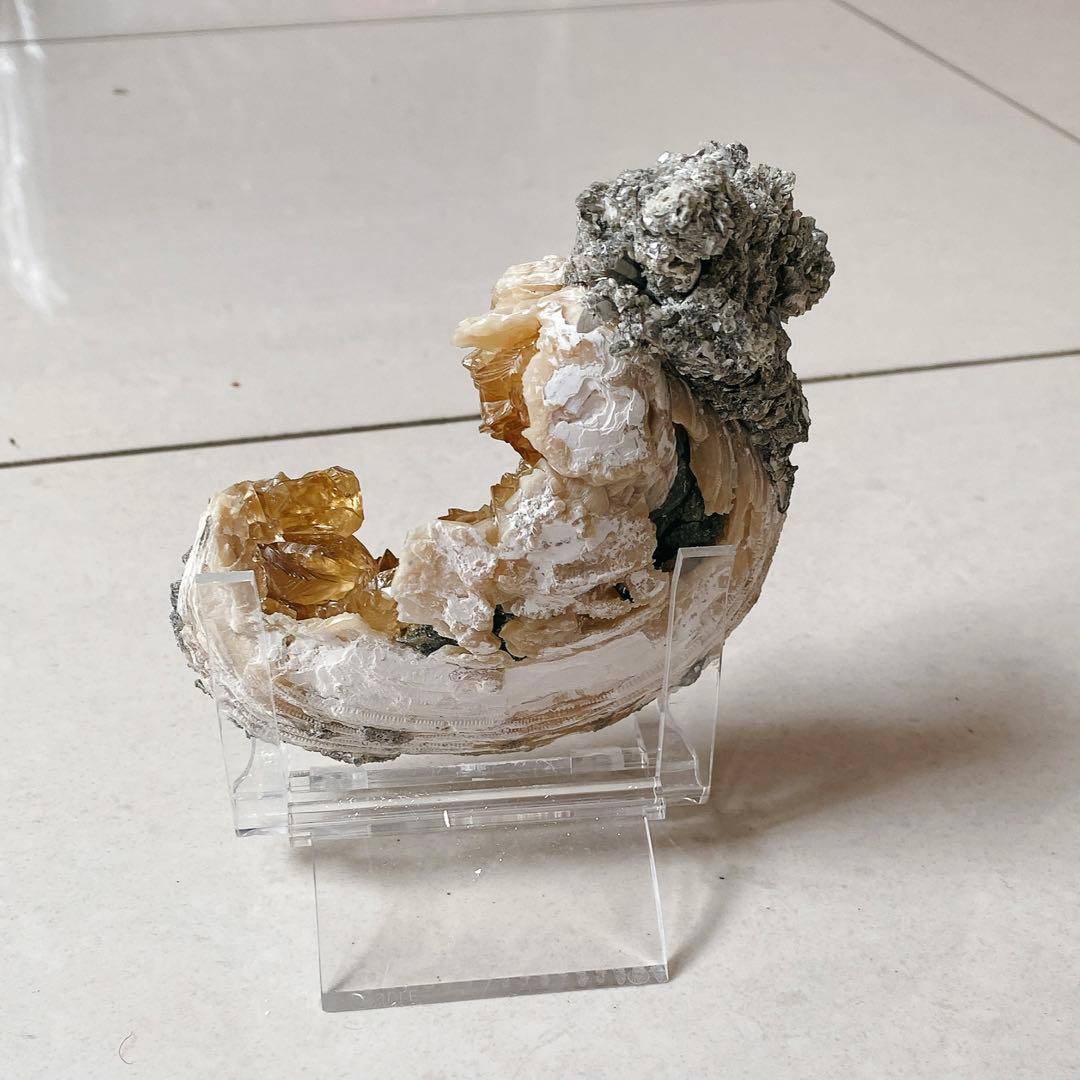 カルサイト　貝化石 鉱物