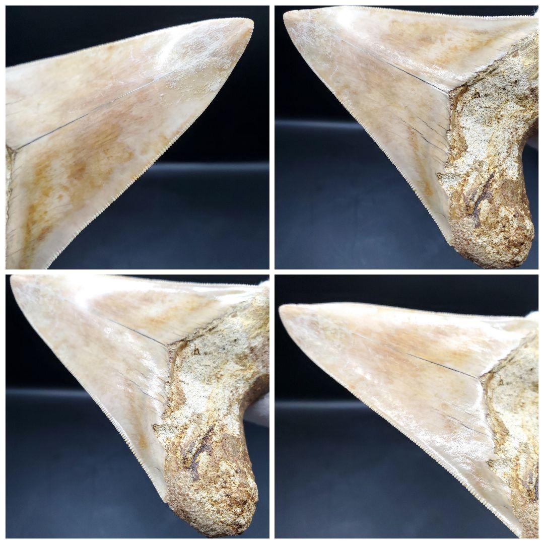 極上 メガロドン 歯 化石 本物 インドネシア 110.31mm mg18