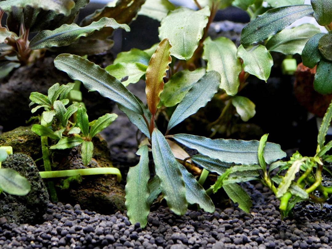 船長 ブセファランドラ１５種１５株、ボルビ、ピンナティフィダ７株計２２株