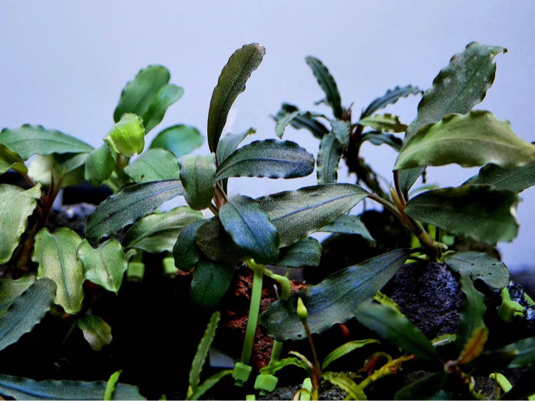 船長 ブセファランドラ１５種１５株、ボルビ、ピンナティフィダ７株計２２株