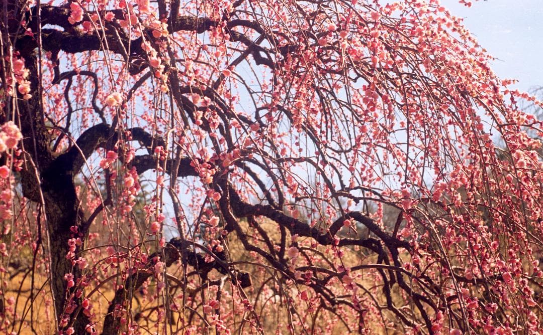 Konica II フィルムカメラ Konifood、三脚座ストラップ付き