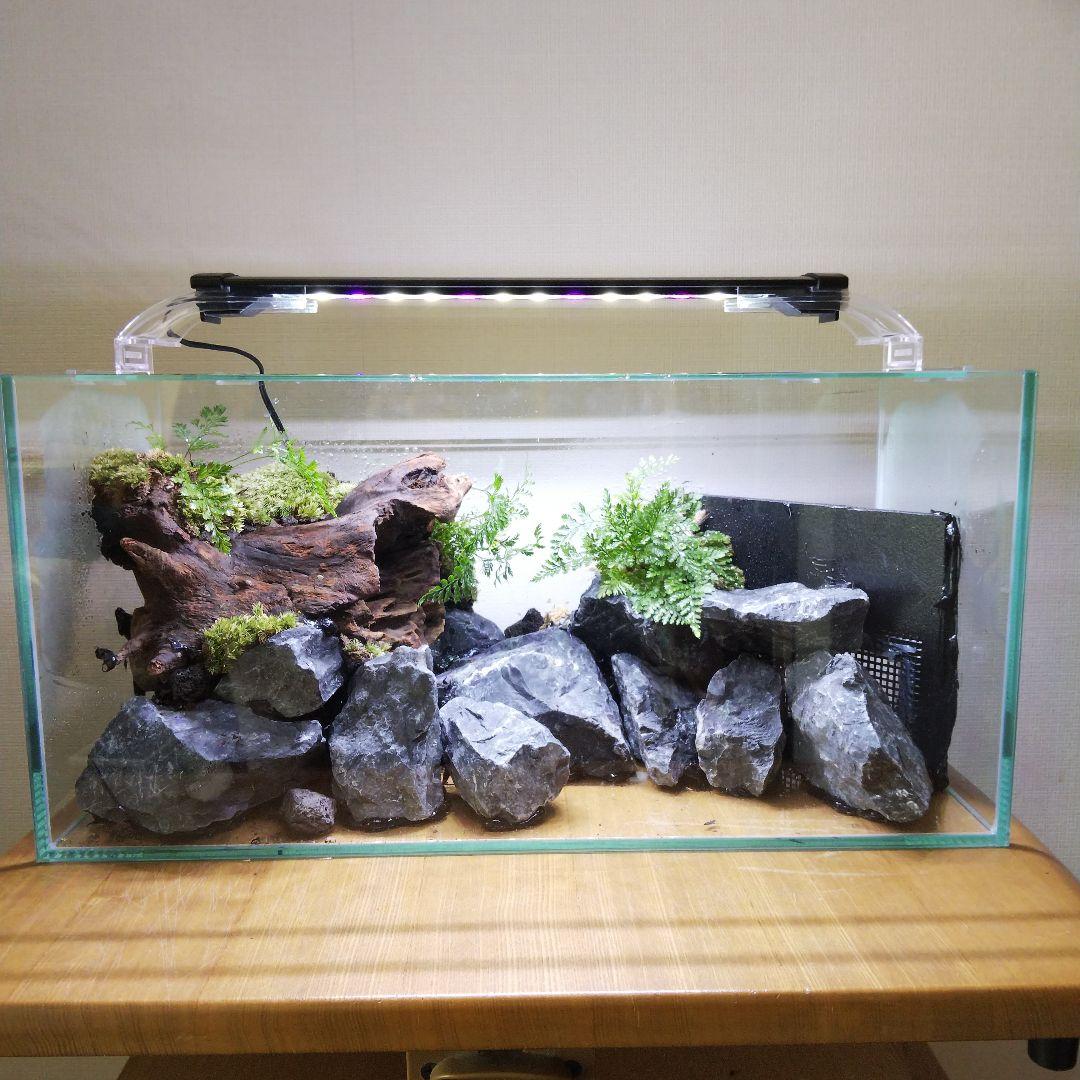 【完成品】滝のあるアクアテラリウム　イモリウム　苔テラリウム　アクアテラリウム