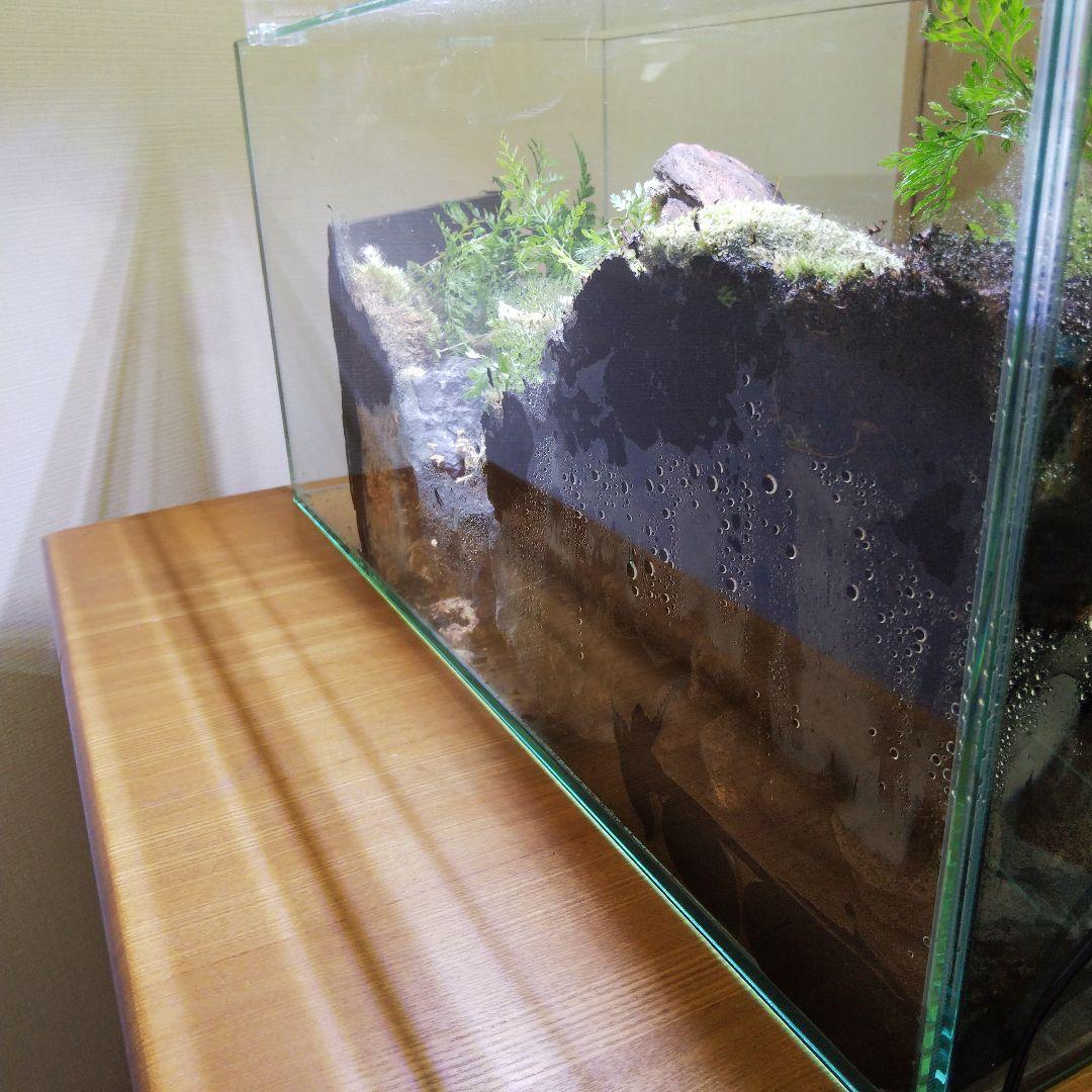 【完成品】滝のあるアクアテラリウム　イモリウム　苔テラリウム　アクアテラリウム