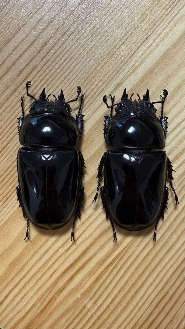 最終値下げ　タランドゥスオオツヤクワガタ　９１mmトリオ