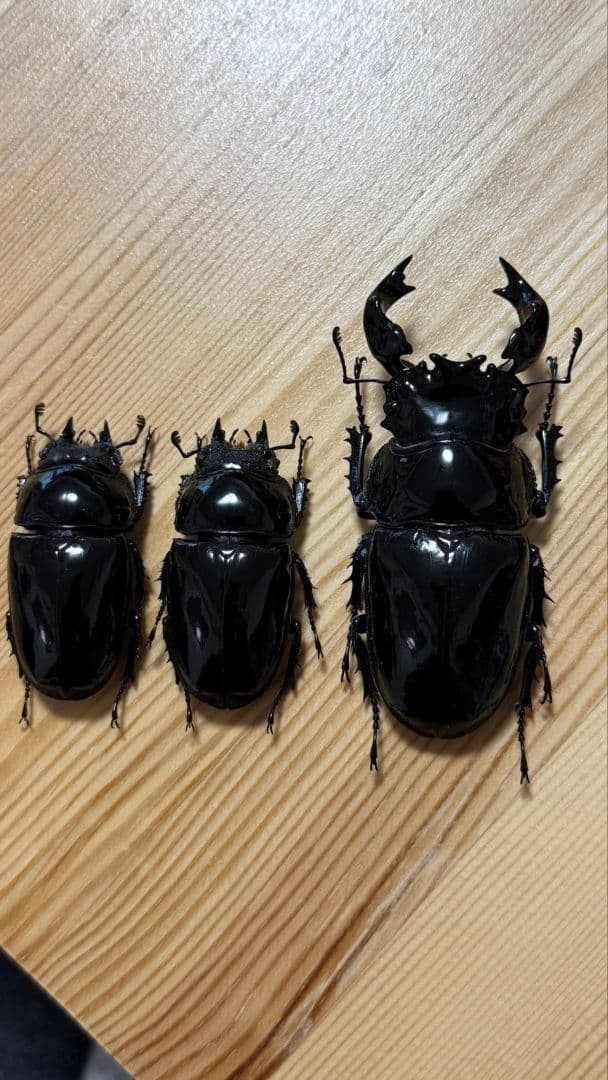 最終値下げ　タランドゥスオオツヤクワガタ　９１mmトリオ