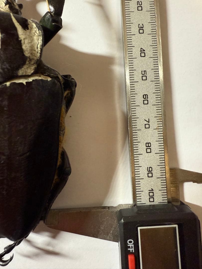 昆虫標本　カメルーン　ゴライアスオオツノハナムグリ　約100mm M1