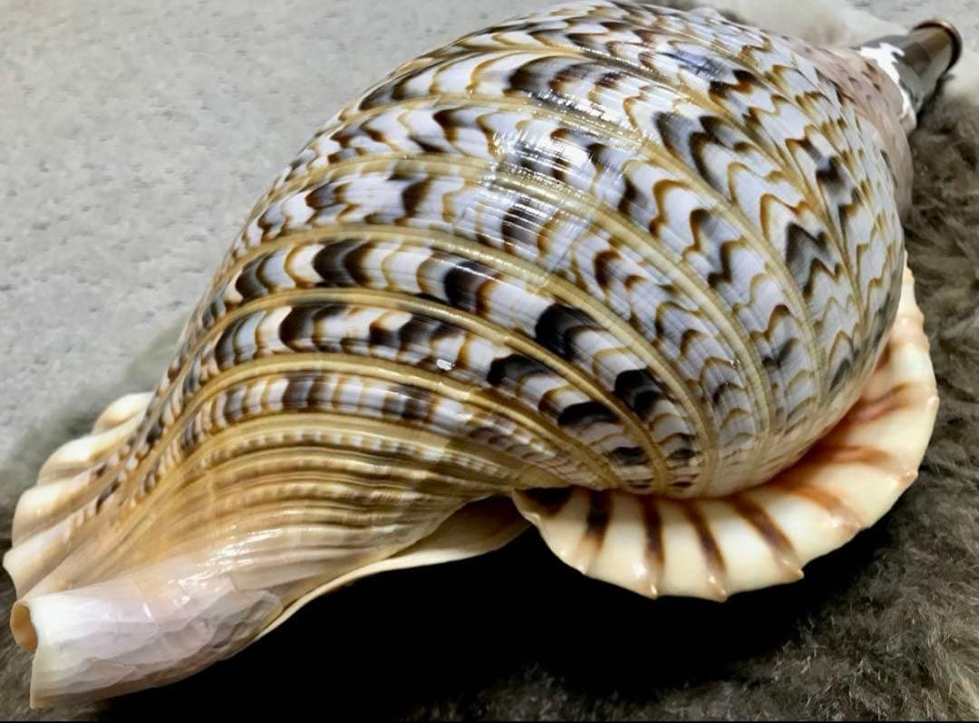 【超美品】42cm超え　大型法螺貝(ほら貝ホラ貝)