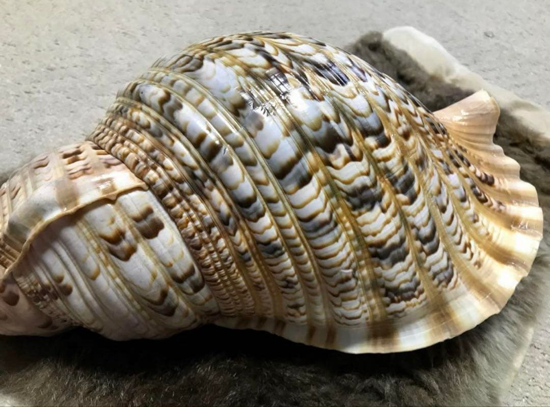 【超美品】42cm超え　大型法螺貝(ほら貝ホラ貝)