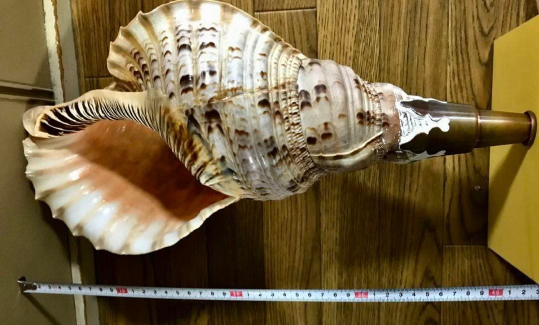 【超美品】42cm超え　大型法螺貝(ほら貝ホラ貝)