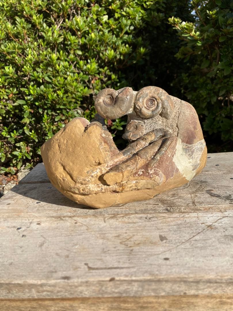 北海道　アンモナイト　/ 化石　恐竜