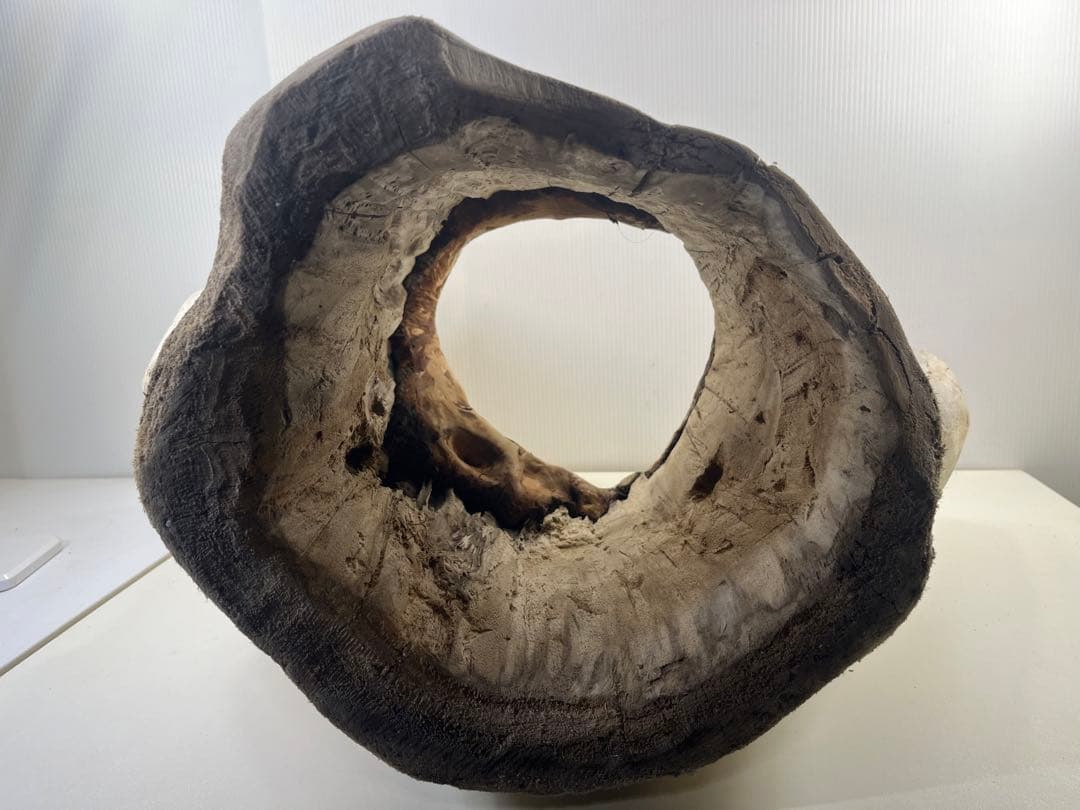 r86特大流木 アク抜き済み 爬虫類シェルター インテリア オブジェ テラリウム