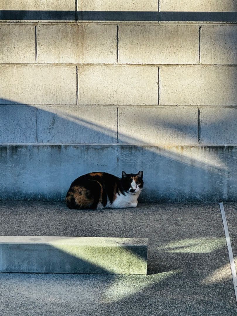 三毛猫 コンクリート壁の前 写真
