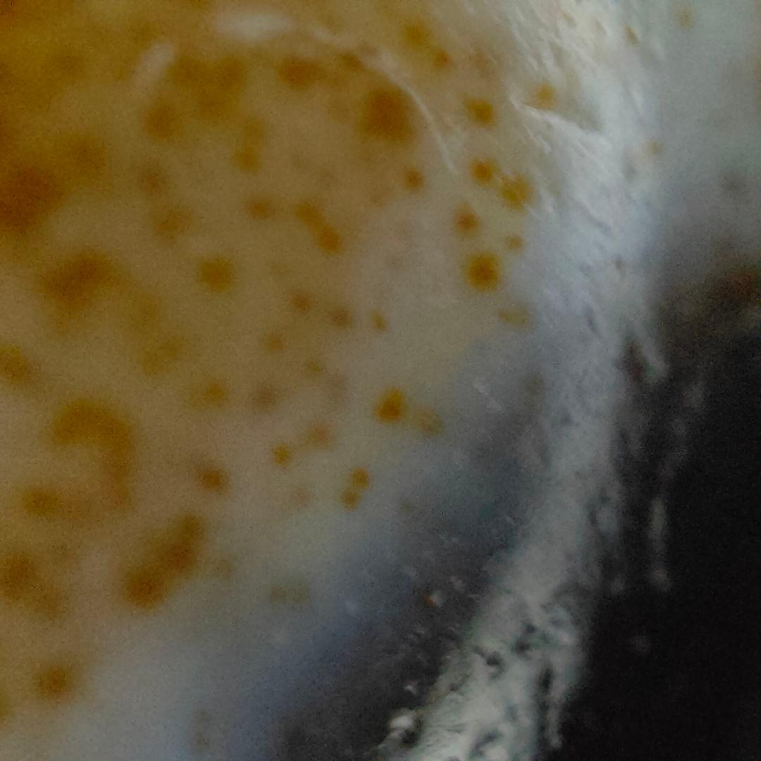 A27 朱砂老礦三眼天珠　天然石　鉱物　風水　開運　御守り　天珠　ブレスレット