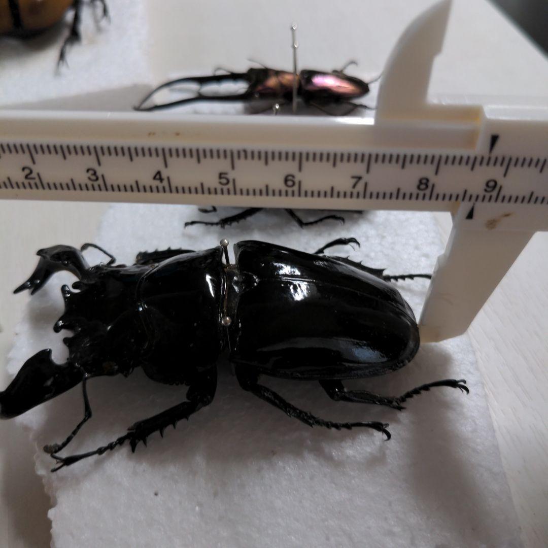 クワガタ、カブト虫標本セット