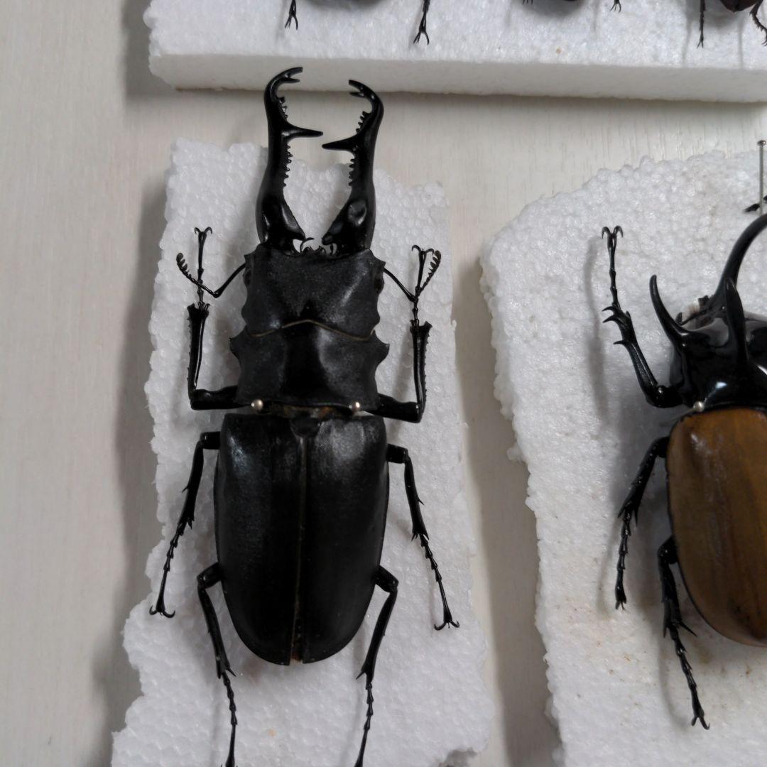 クワガタ、カブト虫標本セット