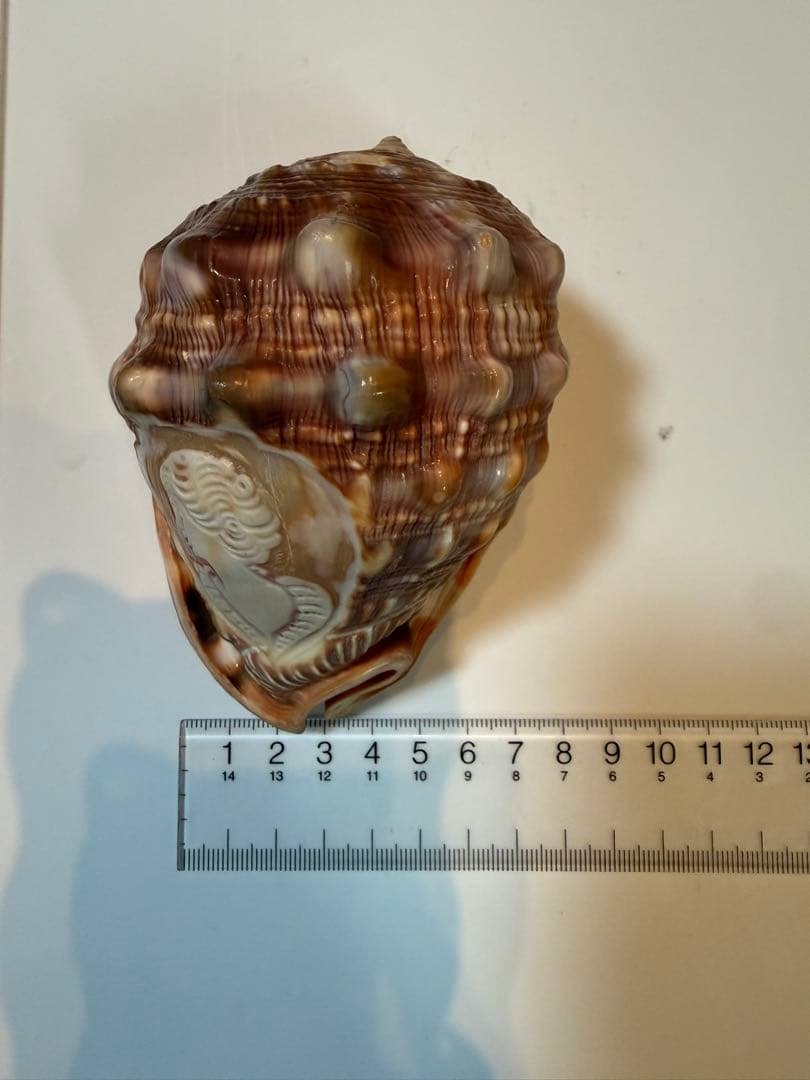 シェル カメオ インテリア 置物 ディスプレイ ①