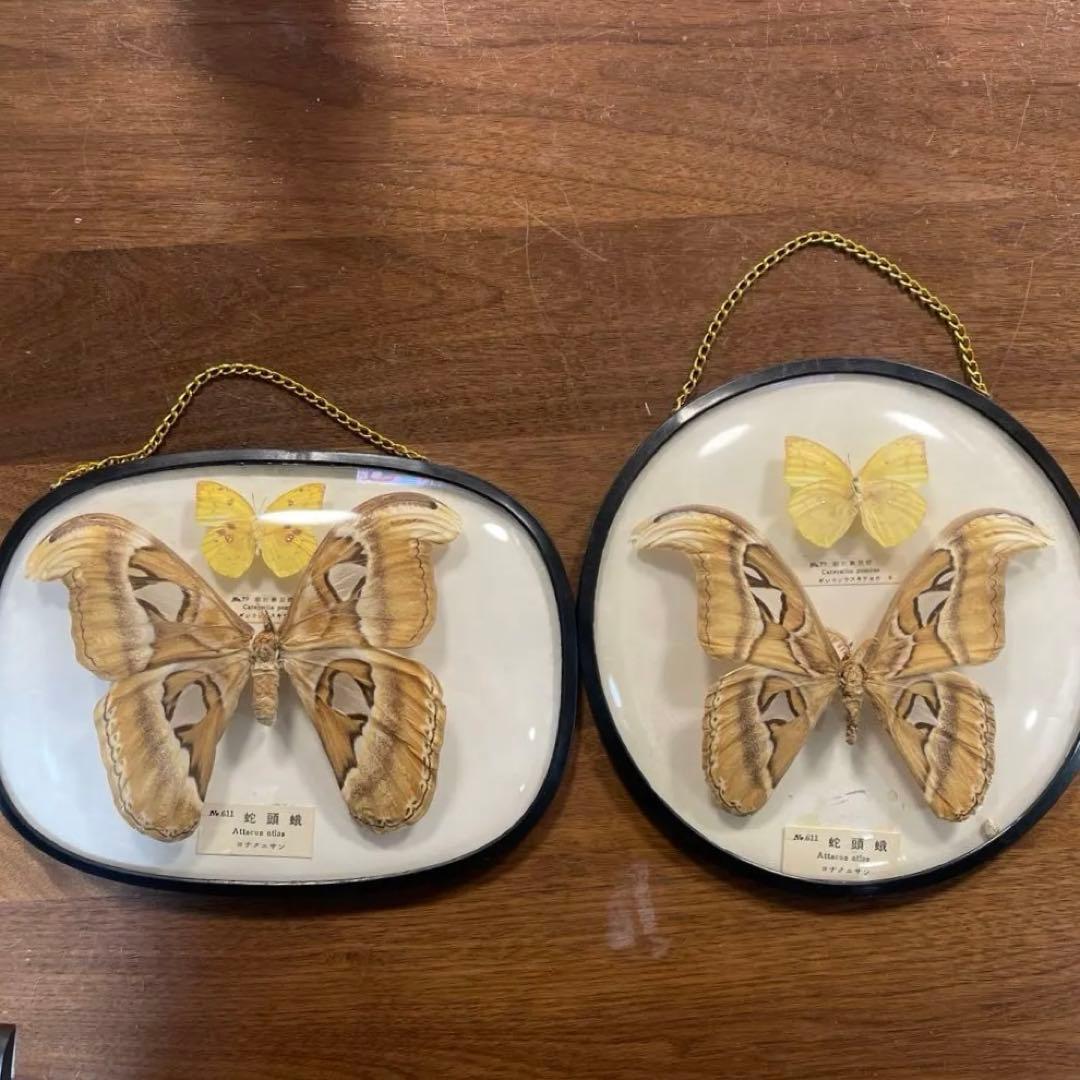 ヨナグニサン蛇頭蛾の標本 雌雄