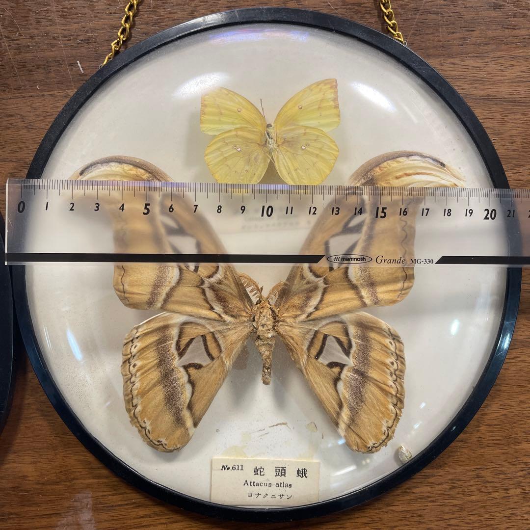 ヨナグニサン蛇頭蛾の標本 雌雄