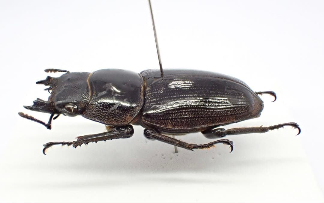 標本　タイワンオオクワガタ　雌雄モザイク　ブリード品