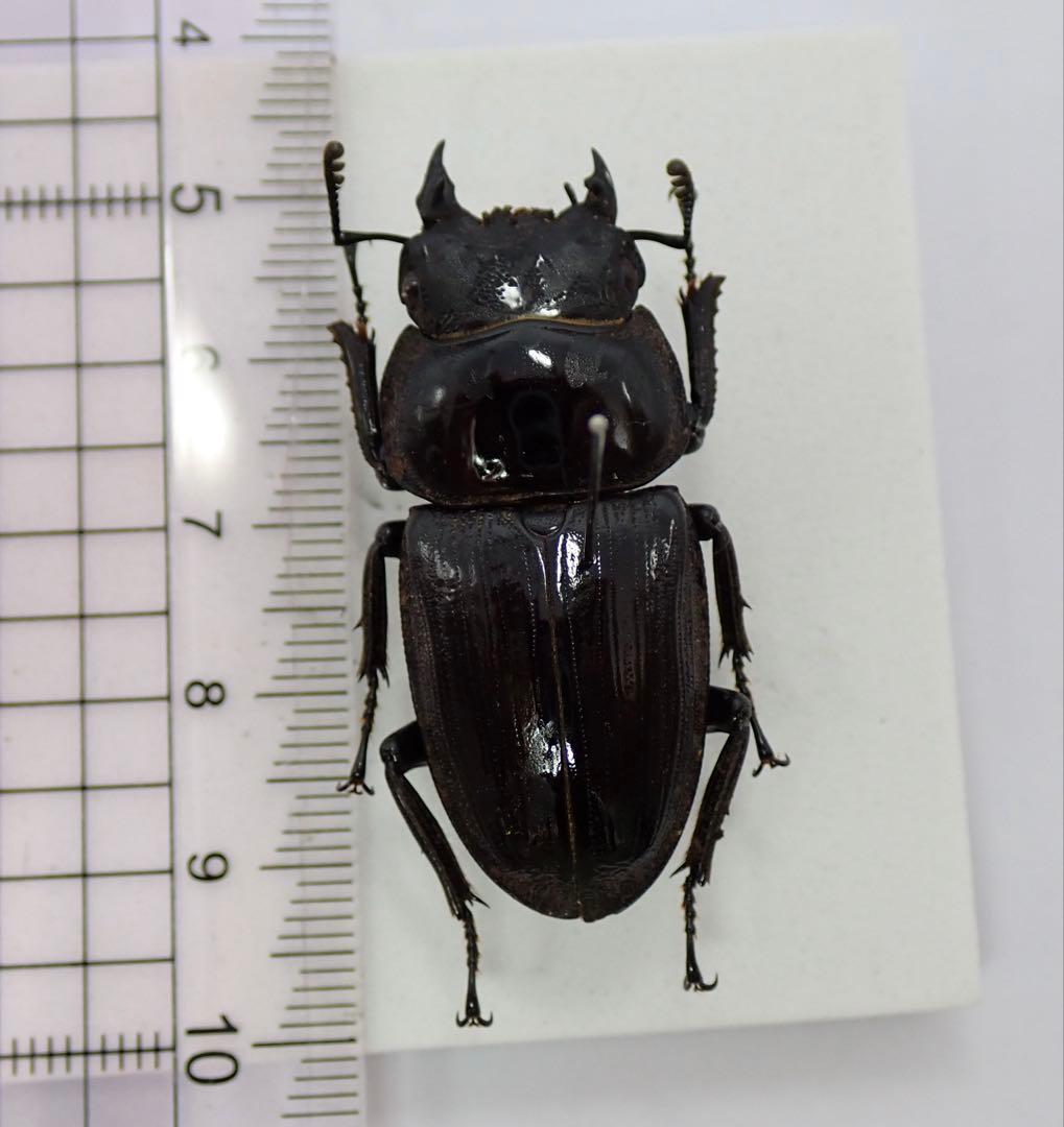 標本　タイワンオオクワガタ　雌雄モザイク　ブリード品