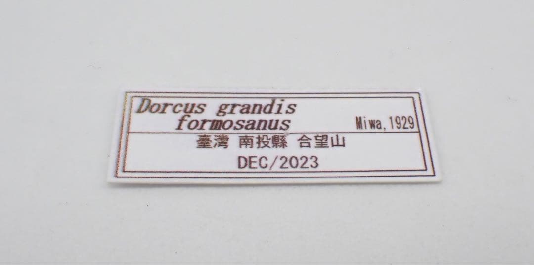 標本　タイワンオオクワガタ　雌雄モザイク　ブリード品
