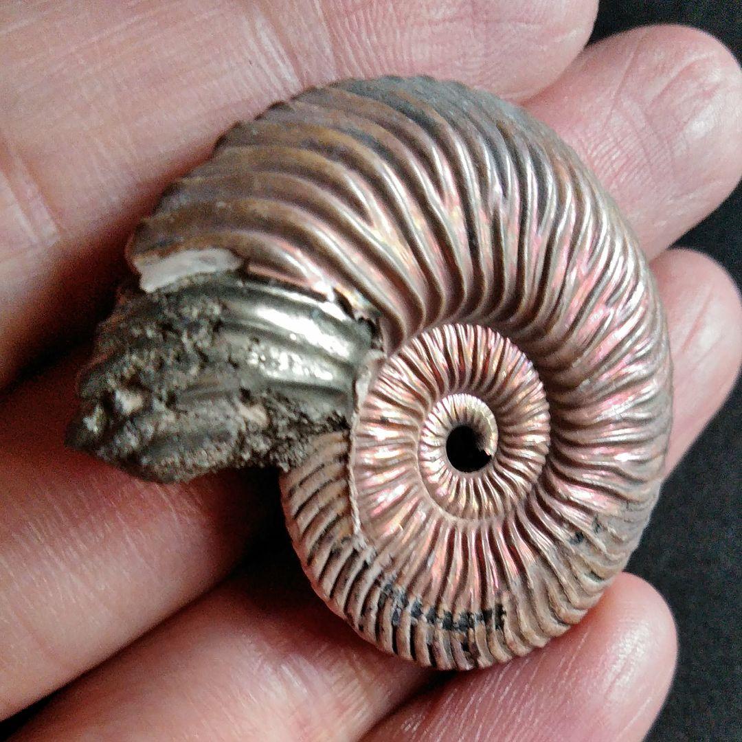 化石　骨格　標本　アンモナイト　美麗　40mm