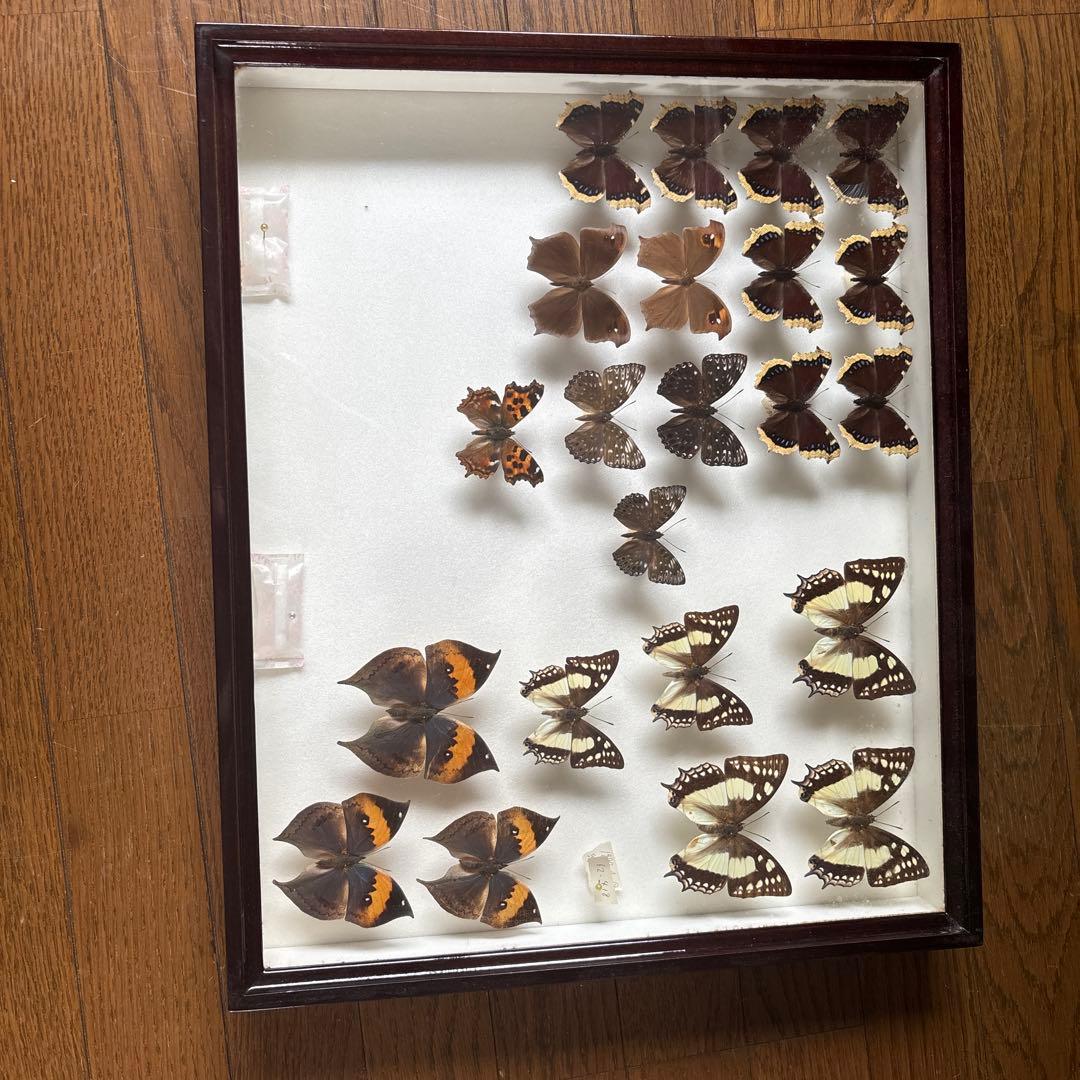 蝶の標本セット 1987年採集
