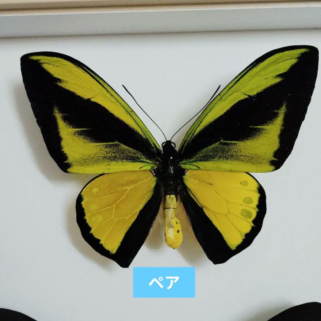 ゴライアストリバネアゲハ　美麗種　ペア 西パプア