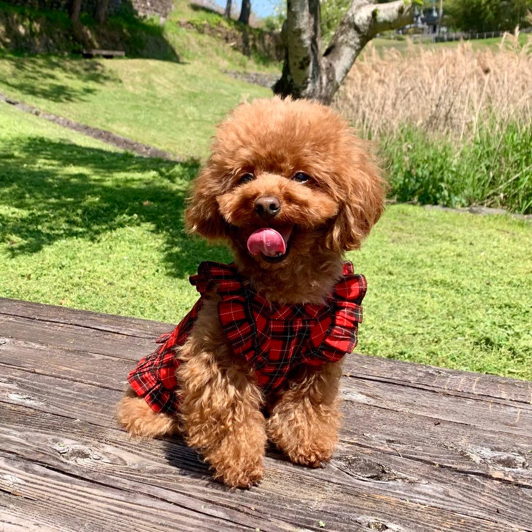 No.4 ハンドメイド犬服 タータンチェックキャミワンピ