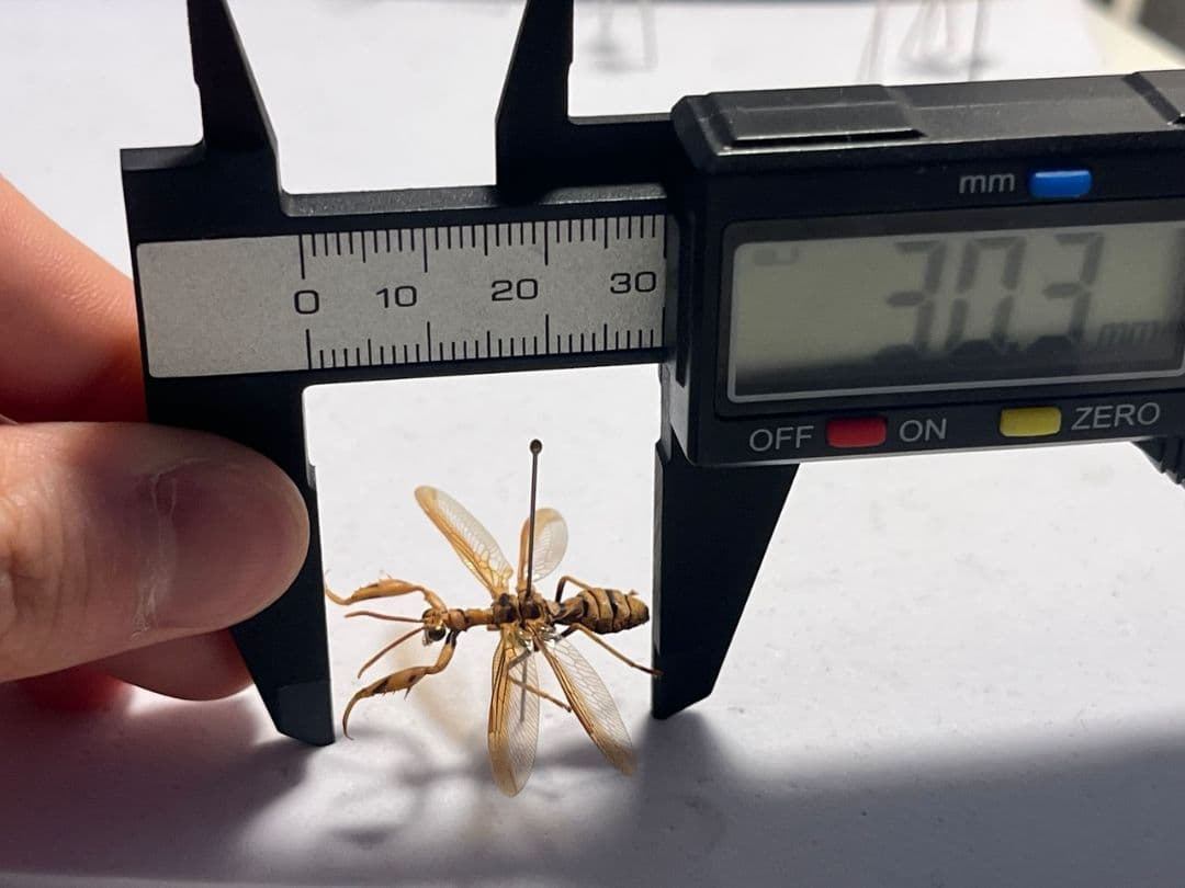 オオイクビカマキリモドキの標本 ハエ カゲロウ かげろう ヘビトンボ 蜻蛉