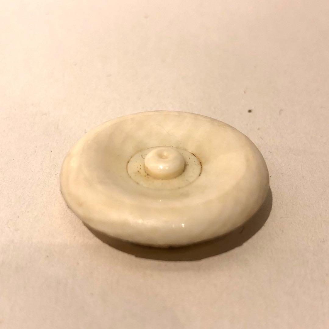 【茶道具】市野信水　丹波茶入