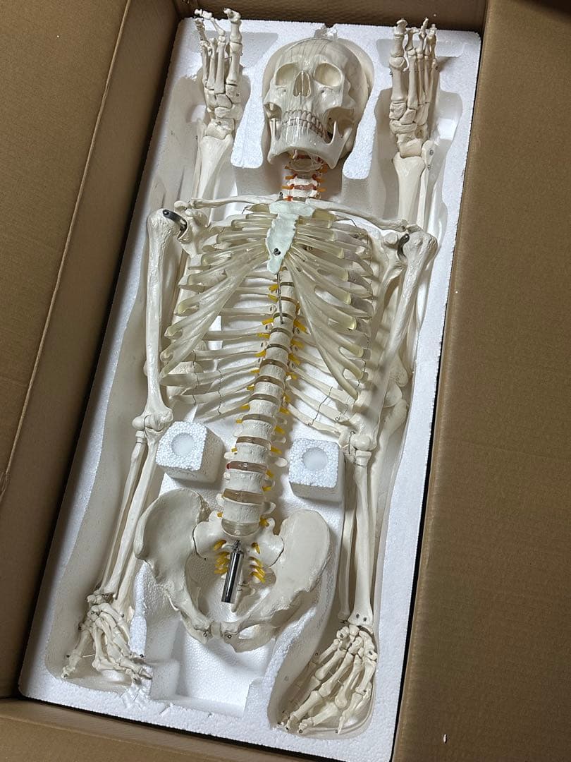 人体模型　180センチ　ガイコツ　ラスト一点です